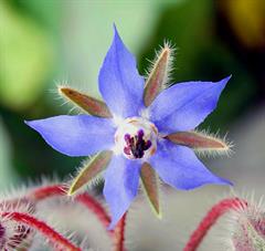 گاو زبان اروپايی